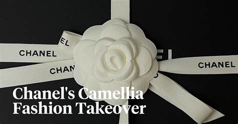 chanel camellia purity|Chanel camellia wallpaper.